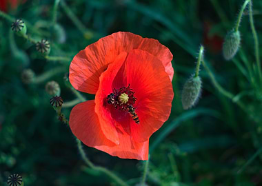 Red Poppy with Bee