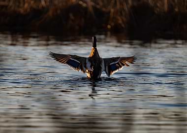 Mallard Duck Flapping Wings