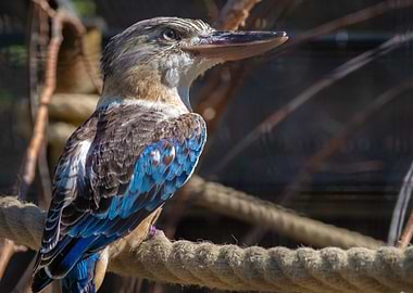 Kookaburra on Branch