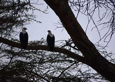 Two Eagles Perched on Branch