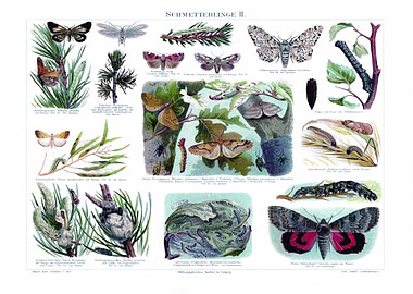 Butterflies 2 Vintage Insects