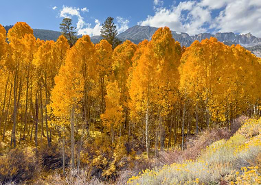 Golden Aspen Forest