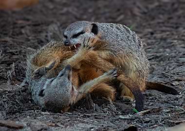 Meerkat Play Fight