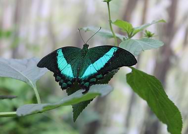 Emerald Swallowtail Butterfly