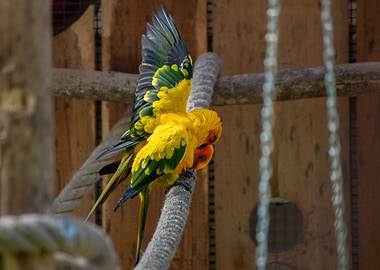 Sun Conure Parrot on Branch