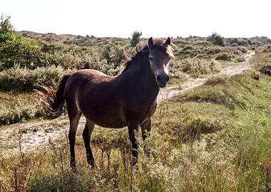 Wild Horse