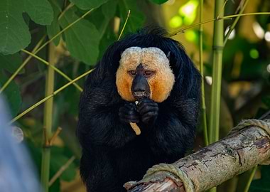 White-faced Saki Monkey