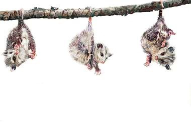 Three Opossums Hanging