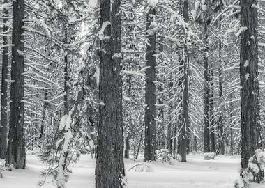 Snowy Forest