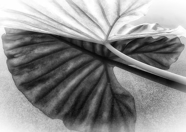 Black and White Leaf