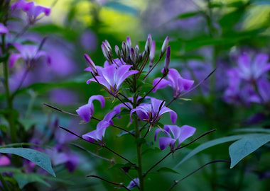 Purple Flowers in Bloom