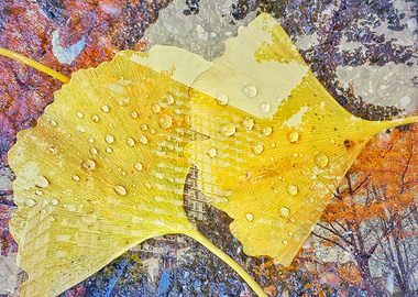 Ginkgo Leaf with Raindrops
