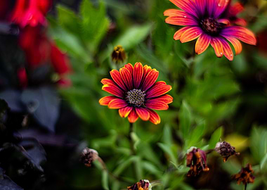Orange and Purple Flowers