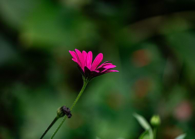 Pink Flower in Green