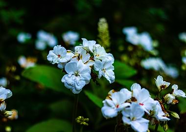 White Flowers in Green Foliage