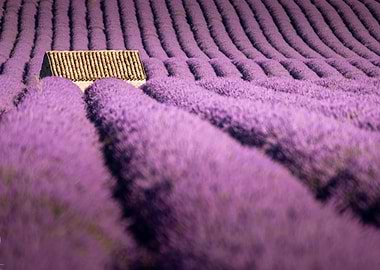 Lavender Field with House