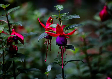Fuchsia Flowers in Bloom