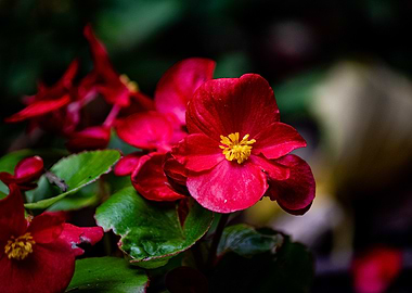 Red Flower with Yellow Center
