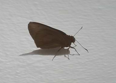 Brown Butterfly on White