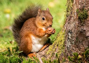 Red Squirrel eating a nut