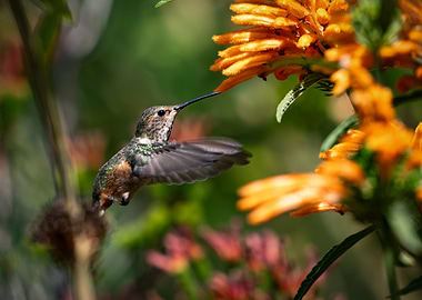 Hummingbird in Flight with Flowers