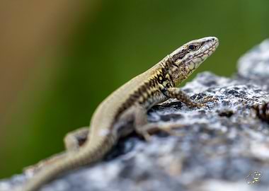 Lizard on Rock