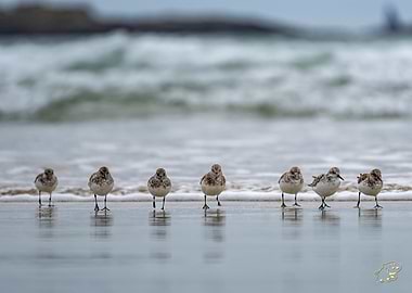 Sandpipers on the Beach