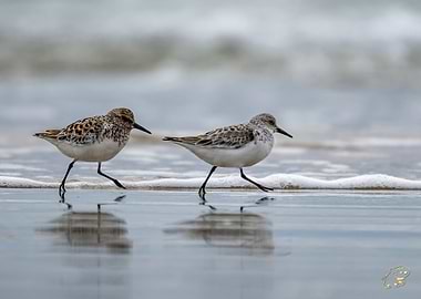 Two Sandpipers on the Beach