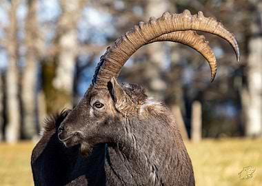 Alpine Ibex Portrait