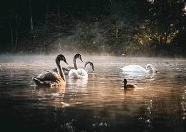 Swans on Misty Lake