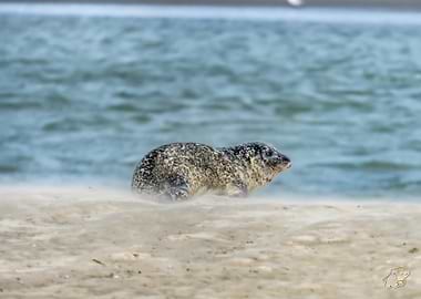 Seal on Sandy Beach