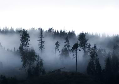 Moody foggy forest