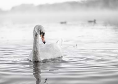 Elegant Swan on Calm Water