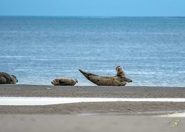 Seals on the Beach