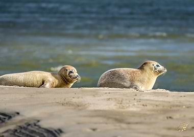 Seals pups on Sandy Beach
