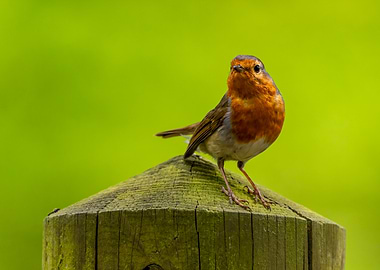 Robin on a Post