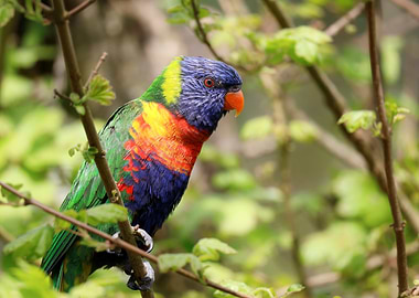 Rainbow Lorikeet on Branch