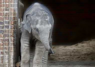 Baby Elephant in Enclosure