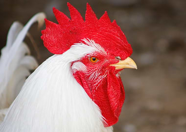 White Rooster Close-Up