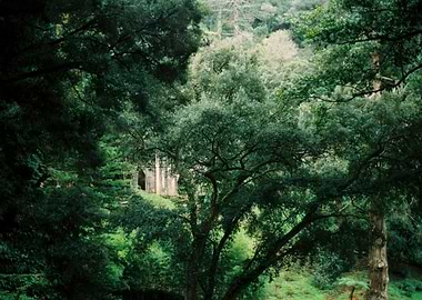 Forest with Stone Structure