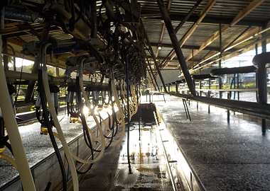 Dairy Farm Milking shed NZ