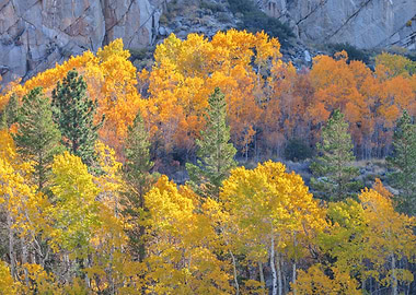 Autumn Forest Landscape