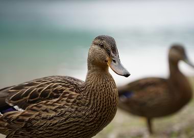 Mallard Duck Close-Up