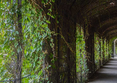 Vine Covered Walkway, Schönbrunn Palace