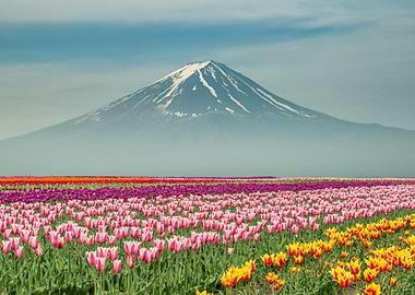 Landscape of Japan tulips with Mt.fuji in Japan.