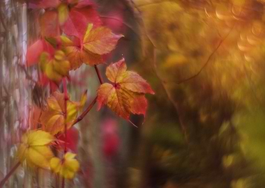 Autumn Leaves on Vine