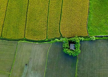 Aerial View of Rice Paddies
