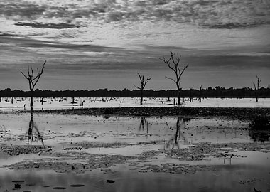 Dead Trees in a Swamp