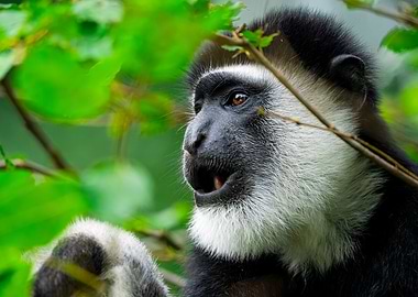 Black and White Colobus Monkey