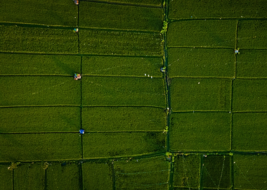 Aerial View of Rice Paddies